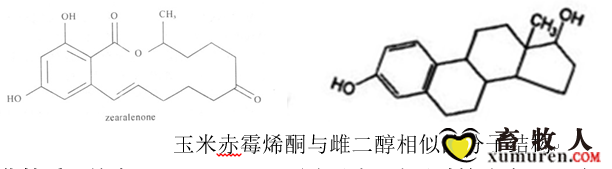 玉米赤霉烯酮与雌二醇具有相似的化学结构