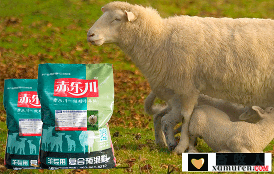 怀孕母羊饲料