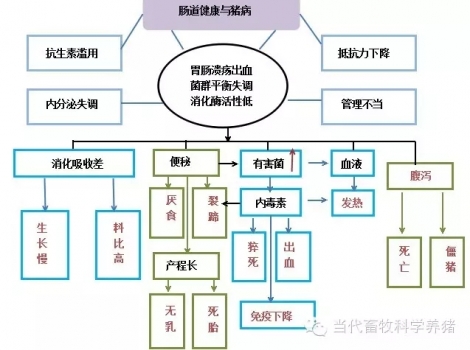 关于动物肠道健康的一些思考