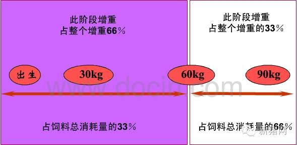 什么样的饲料才是猪猪的好饲料？且听南农王恬教授说！