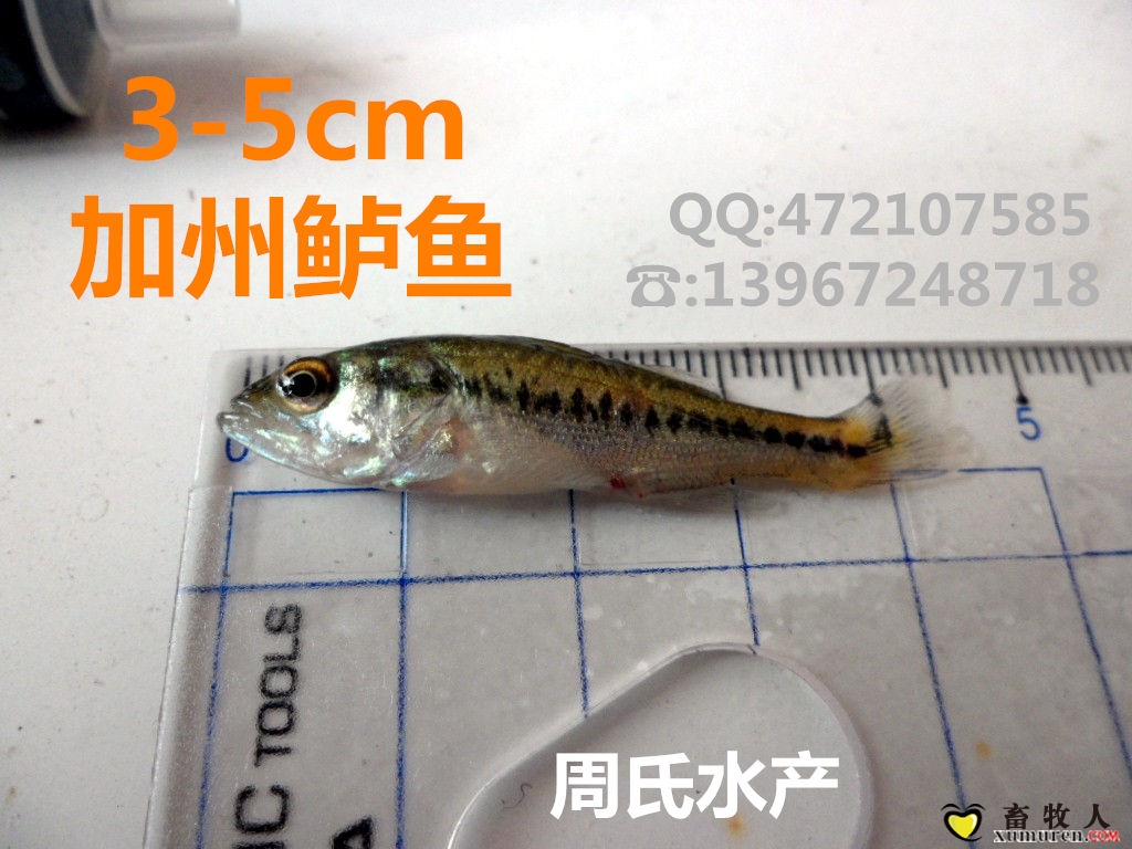 加州鲈鱼3-5cm.jpg