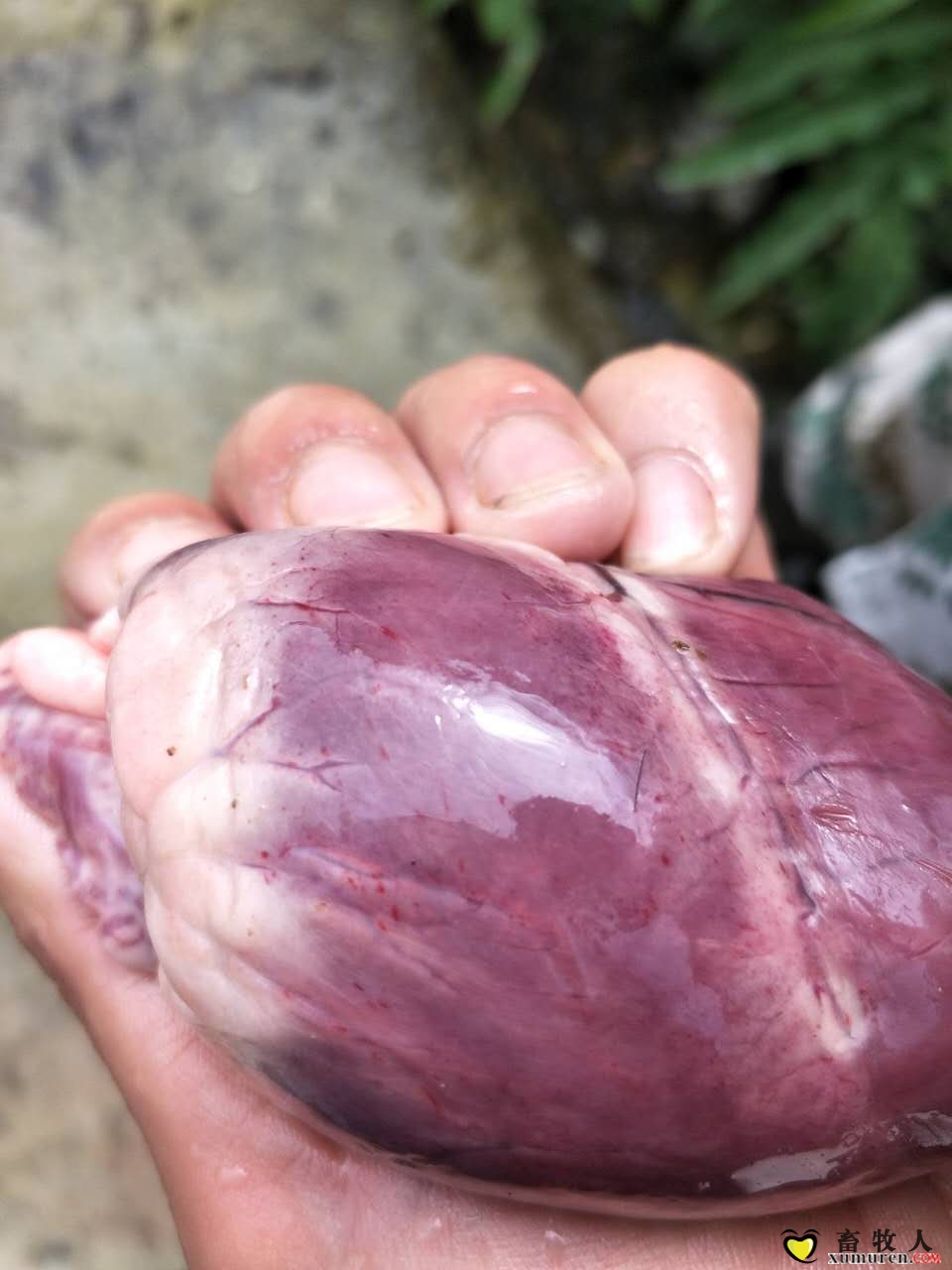 心脏有出血点