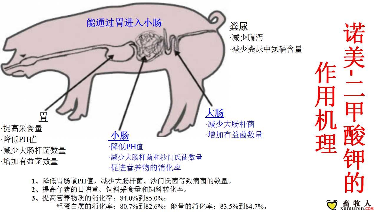 诺美-二甲酸钾的作用机理-微信公众平台.jpg