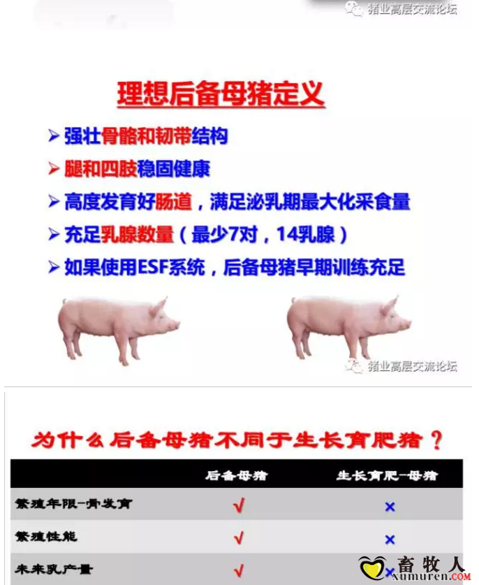 丹系VS美系母猪营养及饲喂差异_10.png