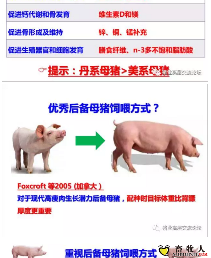 丹系VS美系母猪营养及饲喂差异_14.png