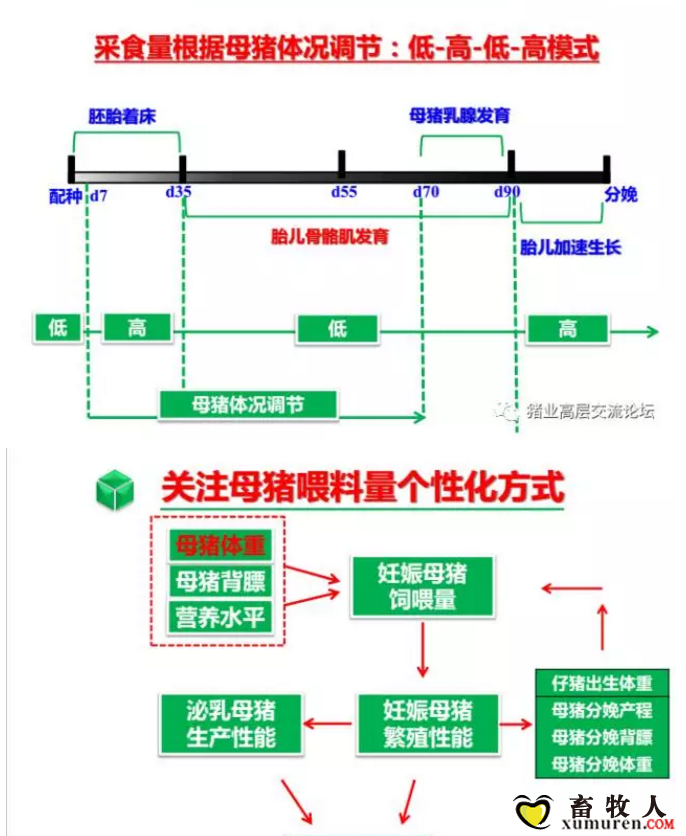 丹系VS美系母猪营养及饲喂差异_15.png