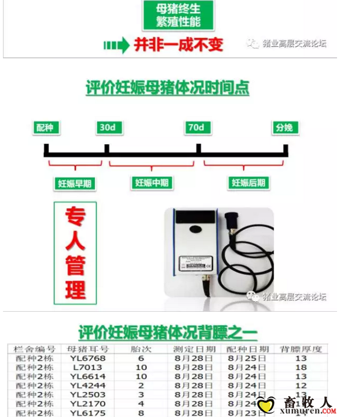 丹系VS美系母猪营养及饲喂差异_16.png