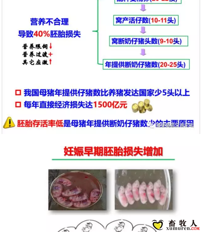 丹系VS美系母猪营养及饲喂差异_03.png