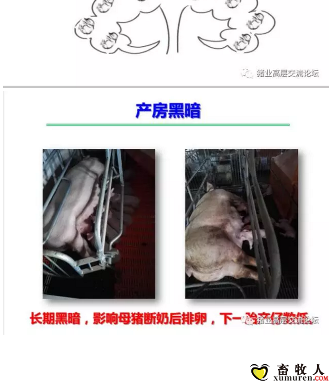 丹系VS美系母猪营养及饲喂差异_04.png