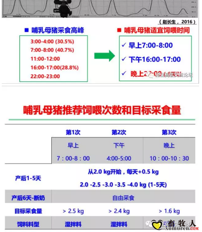 丹系VS美系母猪营养及饲喂差异_11.png