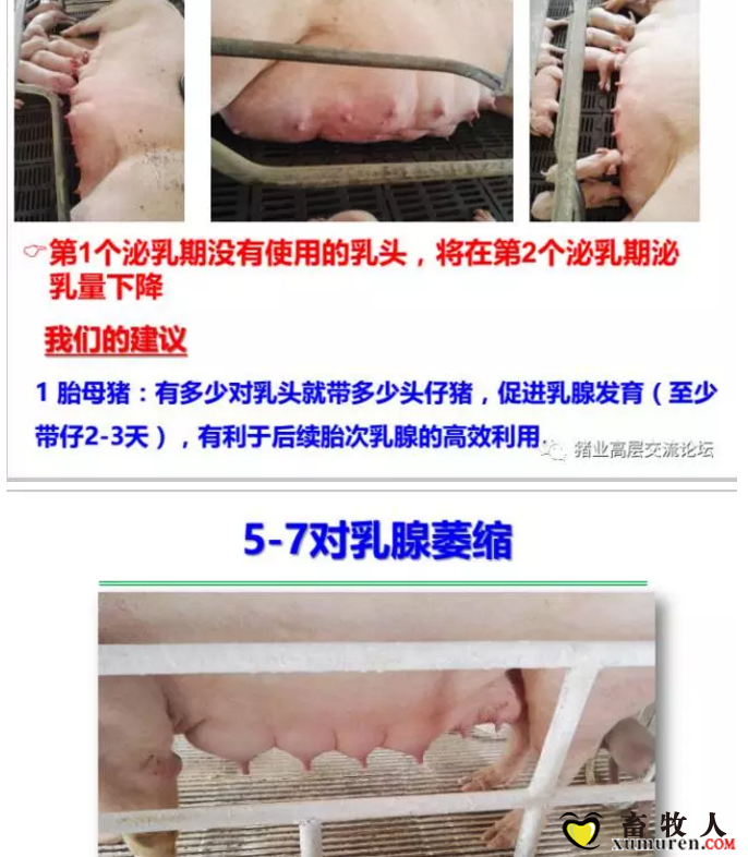 丹系VS美系母猪营养及饲喂差异_16.png