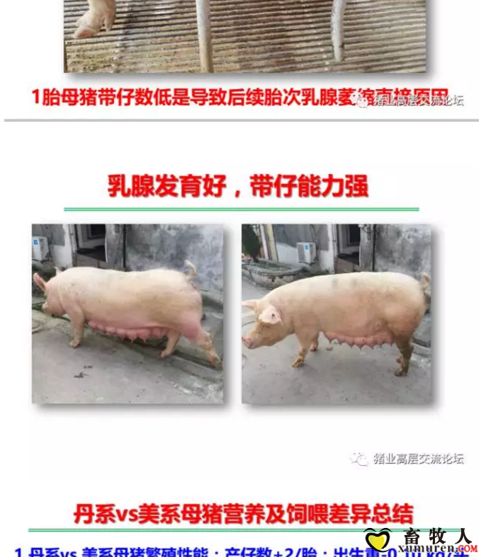 丹系VS美系母猪营养及饲喂差异_17.png