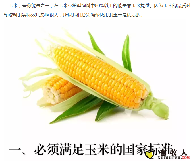 必须知道的什么样的玉米喂猪最好_01.png