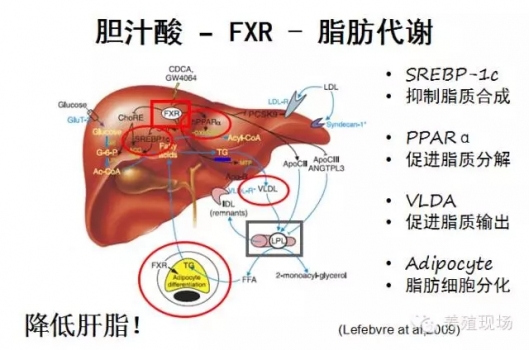 蛋鸡脂肪肝之脂肪营养代谢