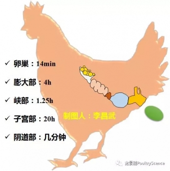 科学解析鸡蛋的奥秘