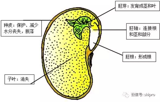 膨化大豆的认识与应用