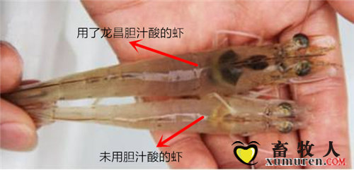 胆汁酸预防对虾急性肝胰腺坏死2.png