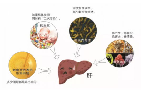 肝脏gdp高用啥药_肝脏位置