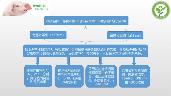 妊娠后期母猪肥胖会加剧围产期母猪代谢紊乱和影响仔猪的生产性能和肠道健康